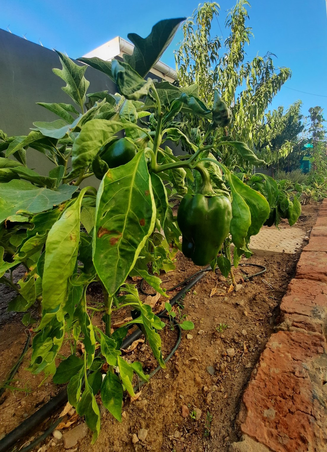 Green peppers growing in my parent’s vegetable garden in Montagu, South Africa.