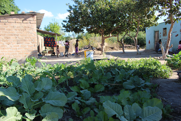 Low-income urban households in Zambia growing vegetables to supplement their food needs.