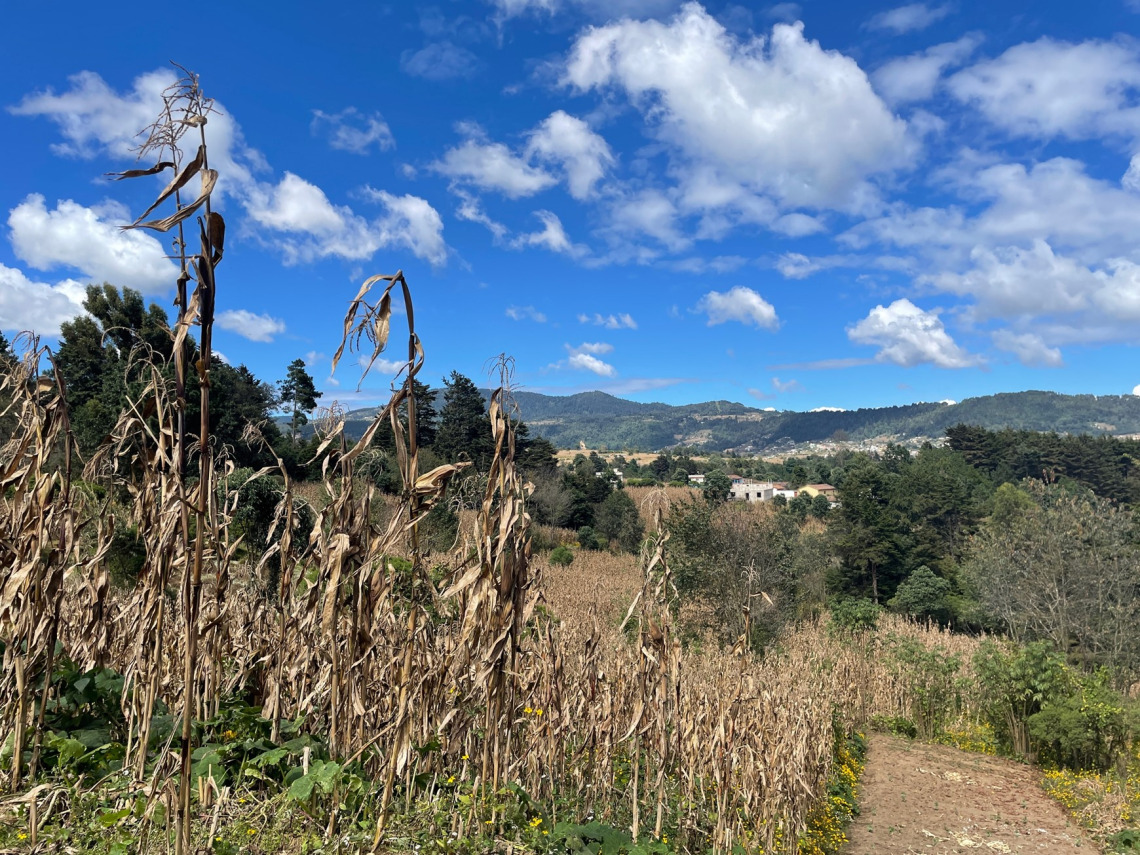Rainfed subsistence cornfields in Guatemala