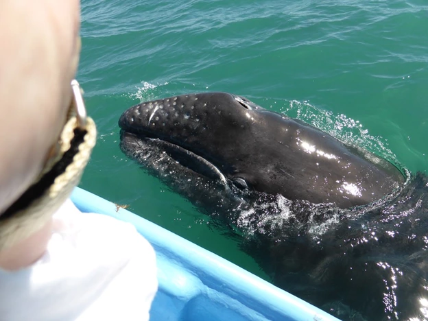 A Pacific gray whale calf approaches a whale-watching boat