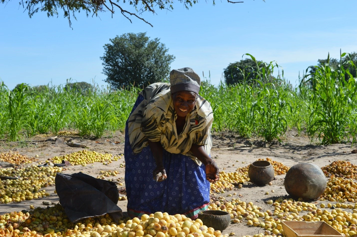 Woman farmer collecting marula fruits in northern Namibia