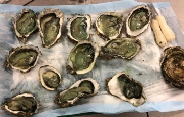 Oyster on a plate