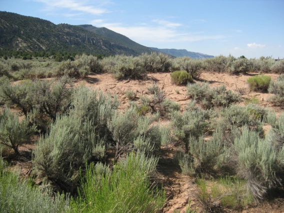 sagebrush
