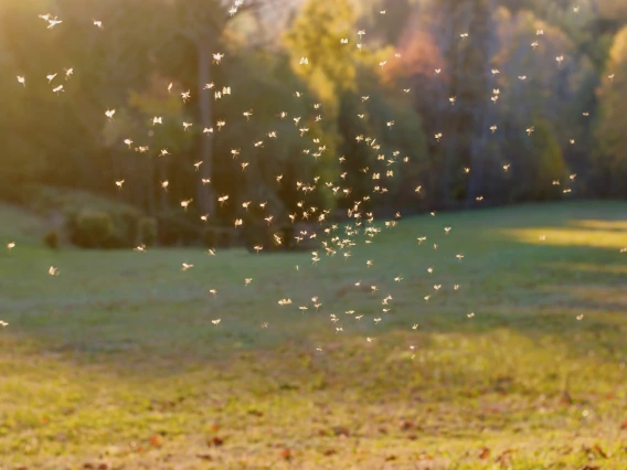 mosquitos on a grassy field