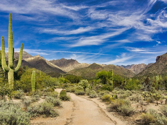 hiking trail saguaro national park