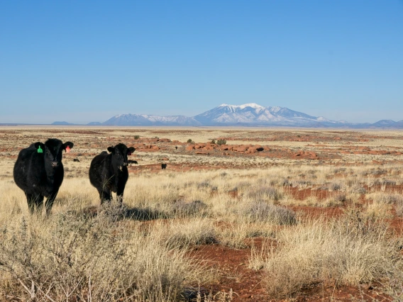 Rangeland in Arizona