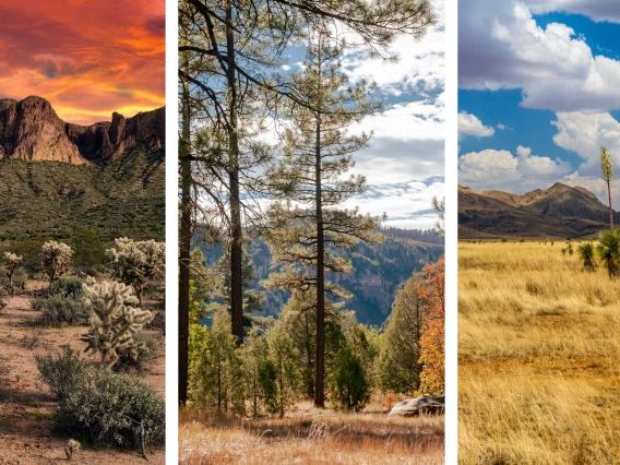 Stock photo combination of grassland, forest, and shrubland