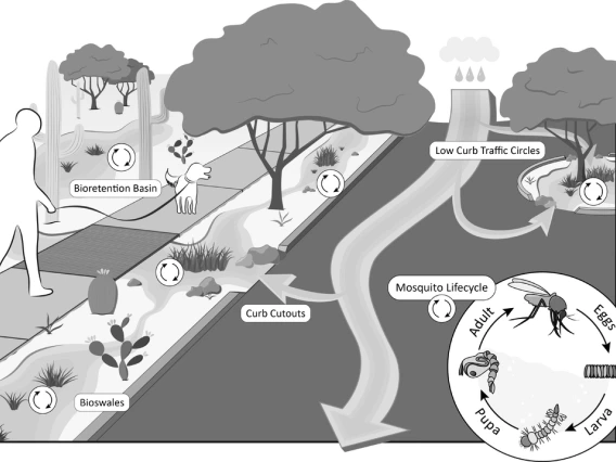 Schematic of green stormwater infrastructure with generic mosquito life cycle embedded. Green stormwater infrastructures (GSIs) where stormwater pools for longer periods may become a source for mosquito emergence. Image credit: Erika Lynn Schmidt.