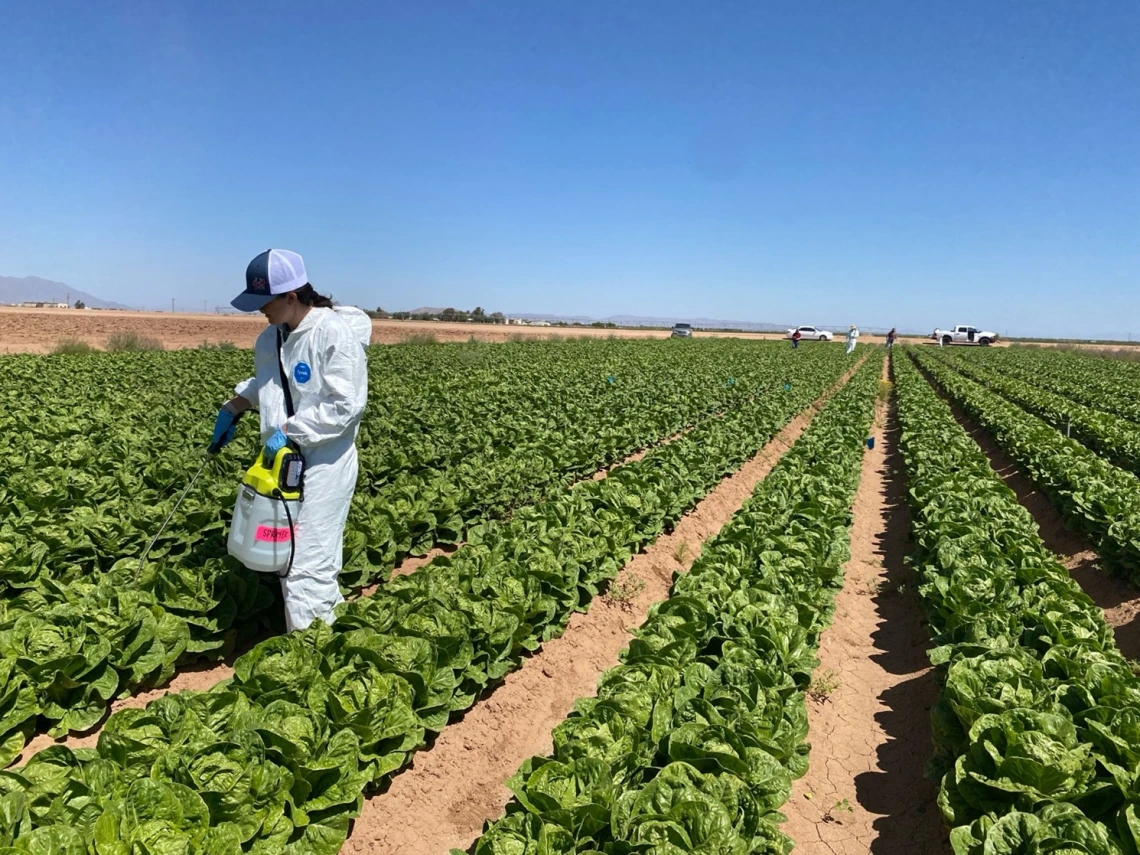 Simulating contamination in a romaine lettuce plot in Maricopa, Arizona.