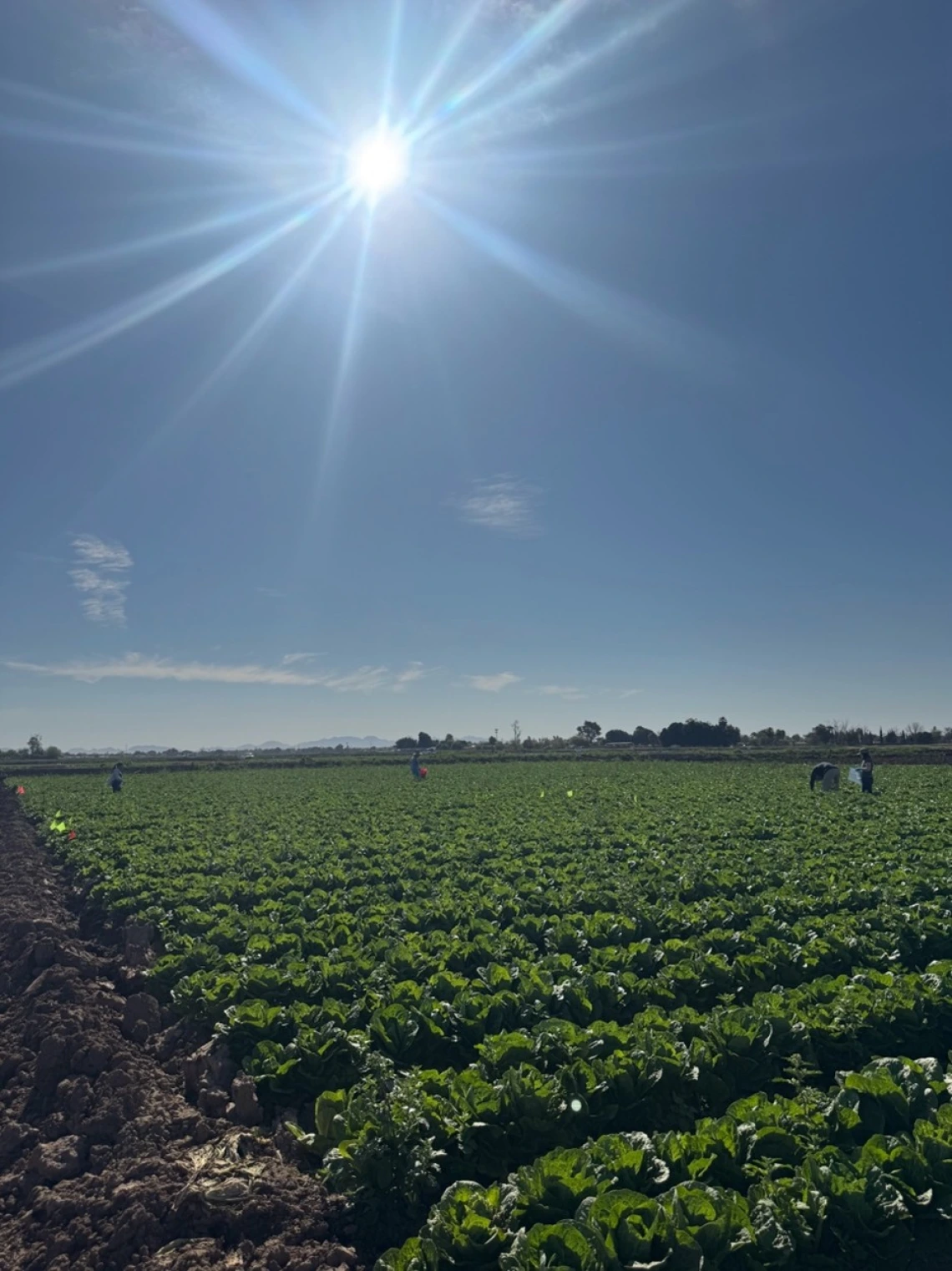 Research trial plot of romaine lettuce in Yuma, Arizona.