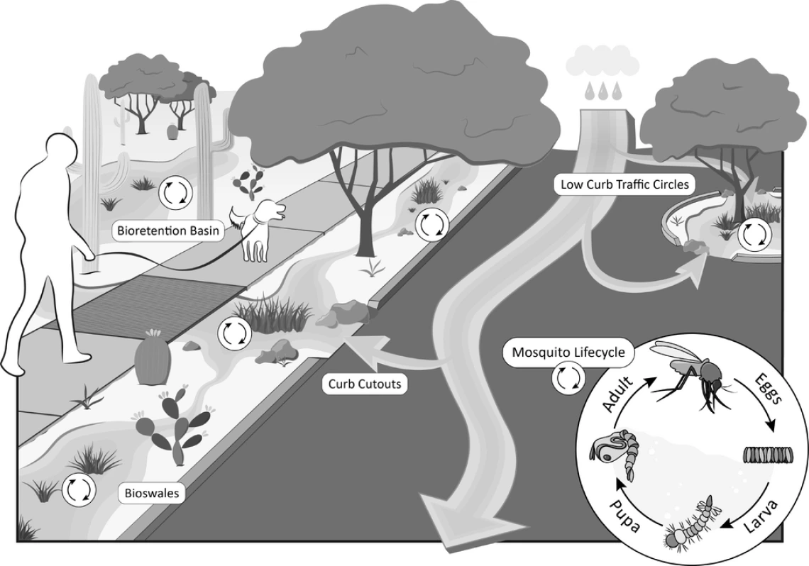 Schematic of green stormwater infrastructure with generic mosquito life cycle embedded. Green stormwater infrastructures (GSIs) where stormwater pools for longer periods may become a source for mosquito emergence. Image credit: Erika Lynn Schmidt.