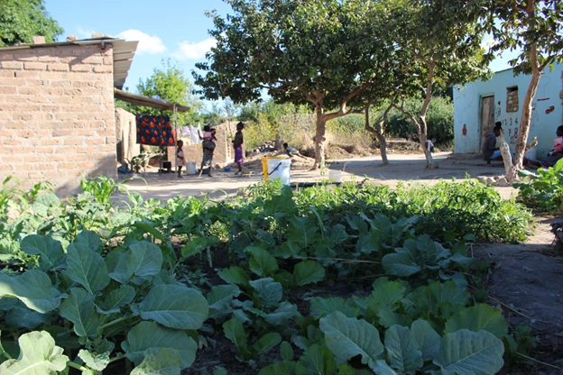 Low-income urban households in Zambia growing vegetables to supplement their food needs.
