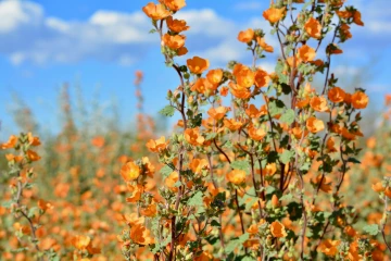 globe mallow