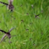 mosquitoes